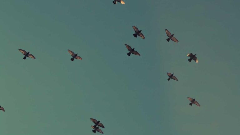 Is 99Exch A Legal Or Illegal Platform In India?